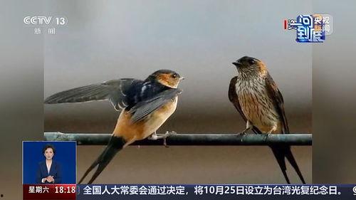 燕子最新爆料,娱乐圈最新爆料大揭秘！